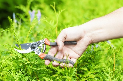Local plants thriving in Chislehurst garden